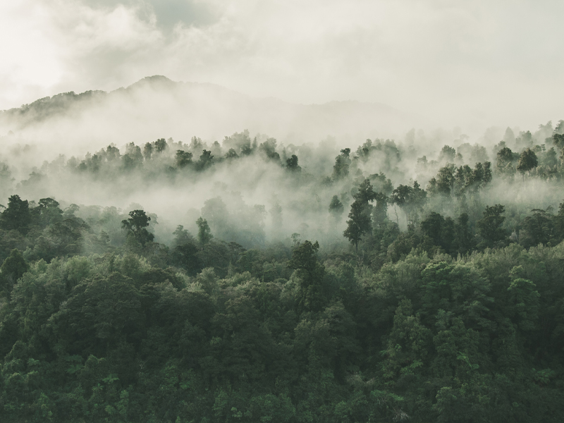 ¿Qué son los envases biodegradables?Cómo funciona, definición y beneficios