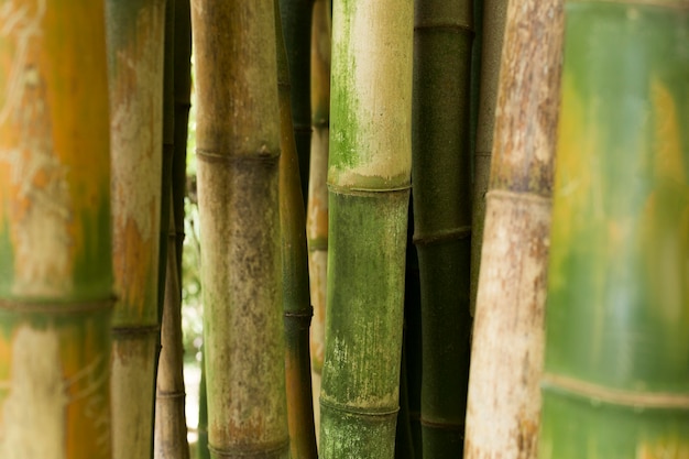 bosque-de-bambu-tropical-luz-del-dia_23-2149011374