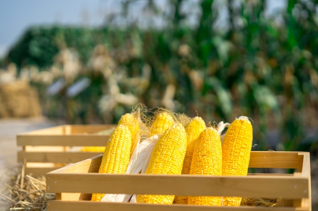 Vajilla biodegradable a base de almidón de maíz y la historia detrás